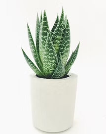 Plantes