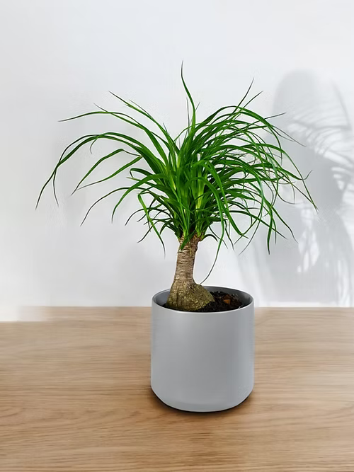 BEAUCARNEA