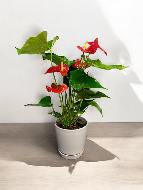 Anthurium rouge