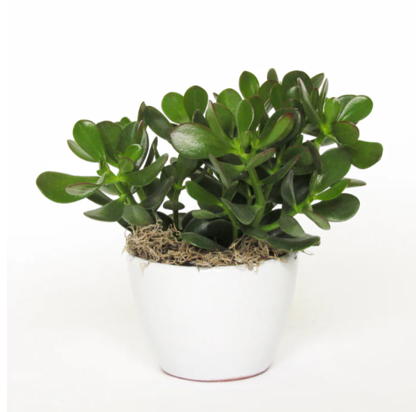 Crassula Jade 6''