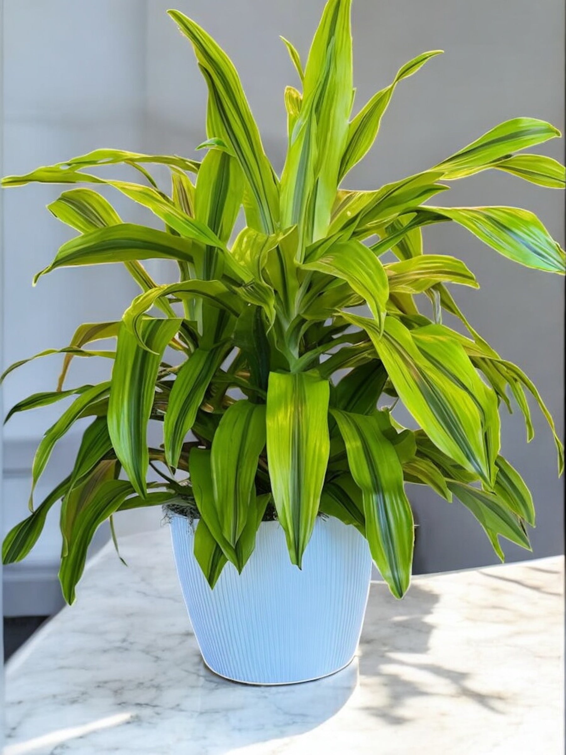 Dracena Kristi