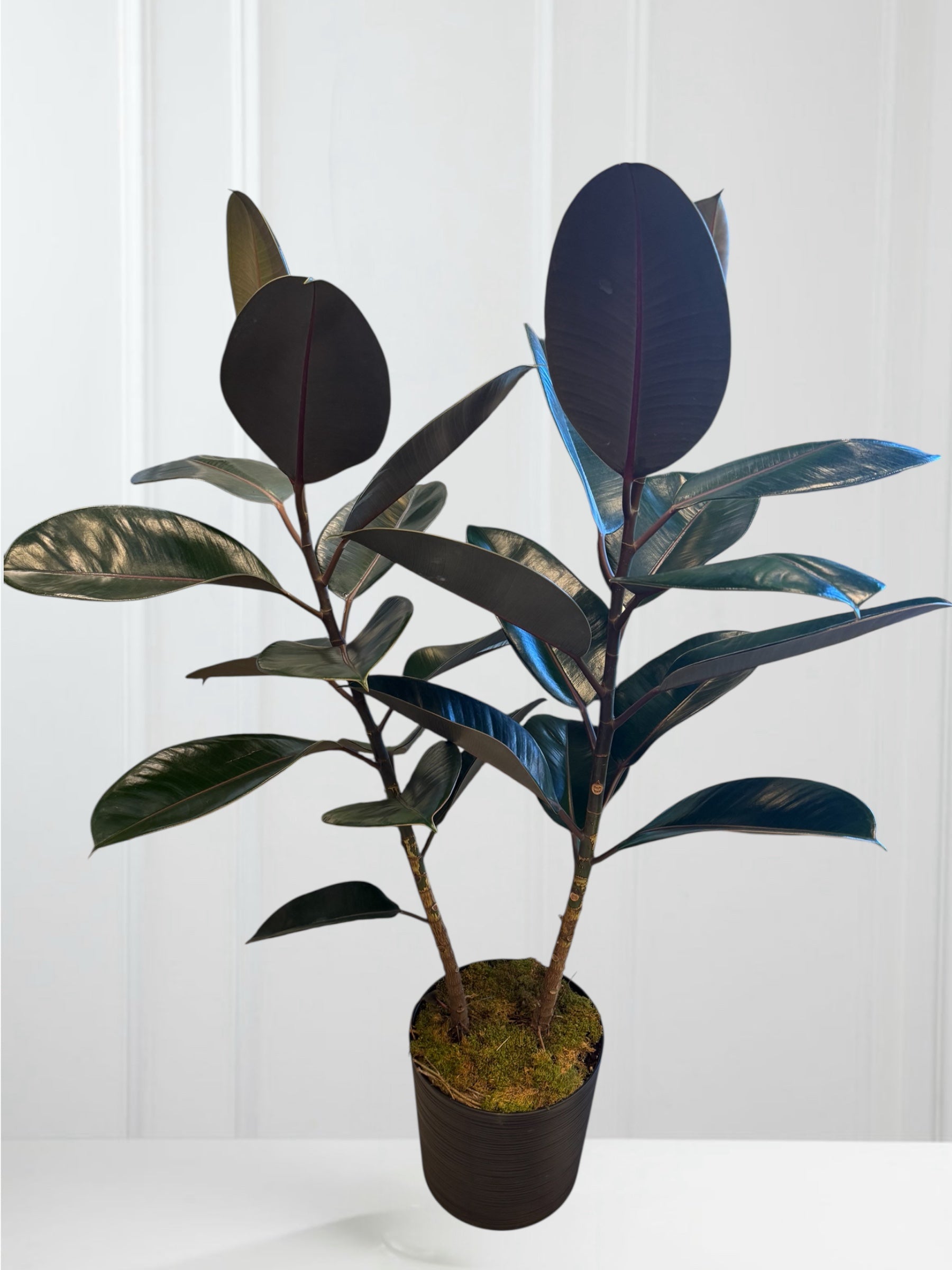 Ficus Burgundy 10''