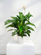 Spathiphyllum