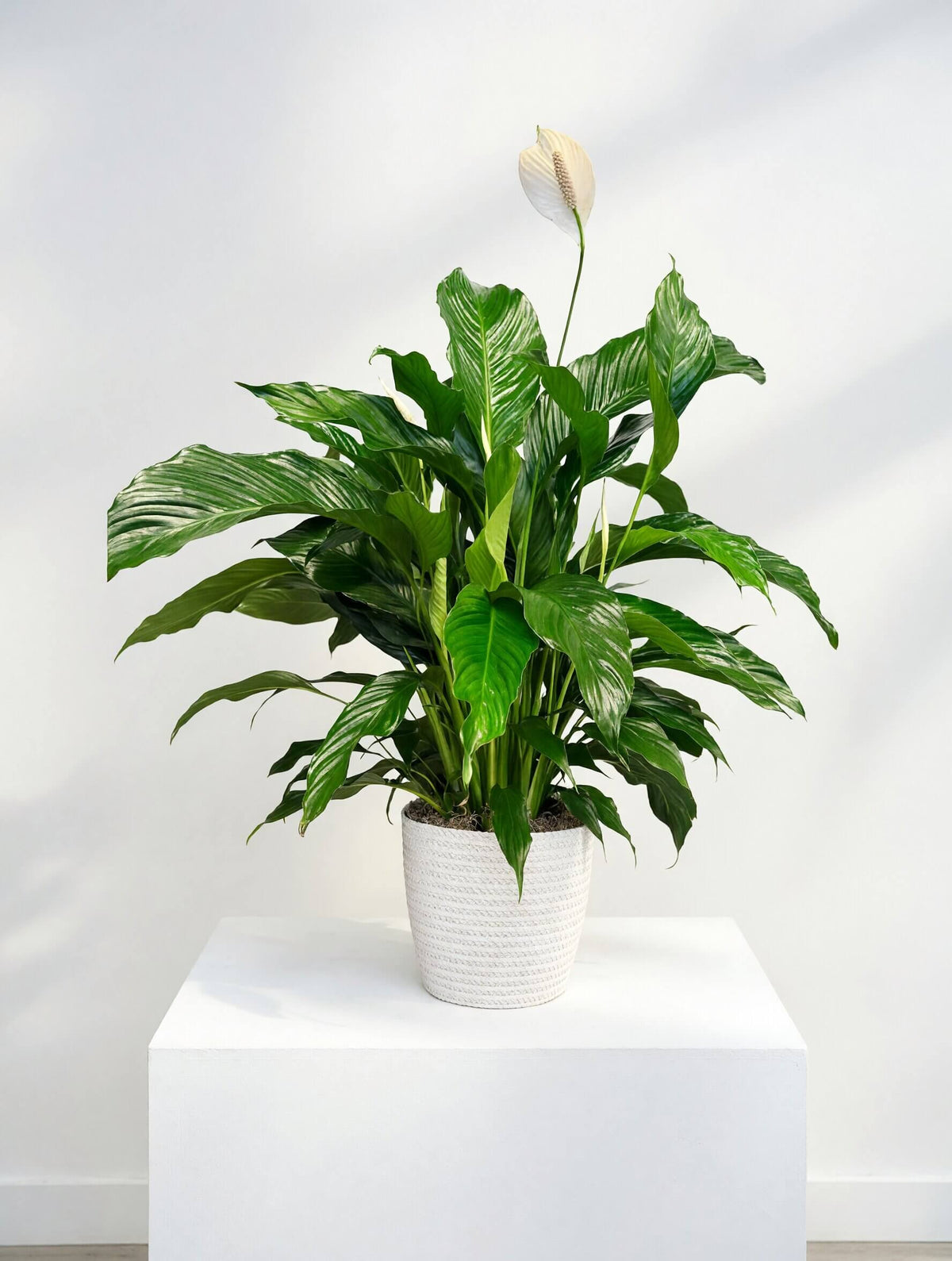 Spathiphyllum
