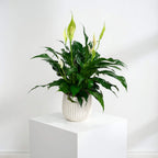 Spathiphyllum