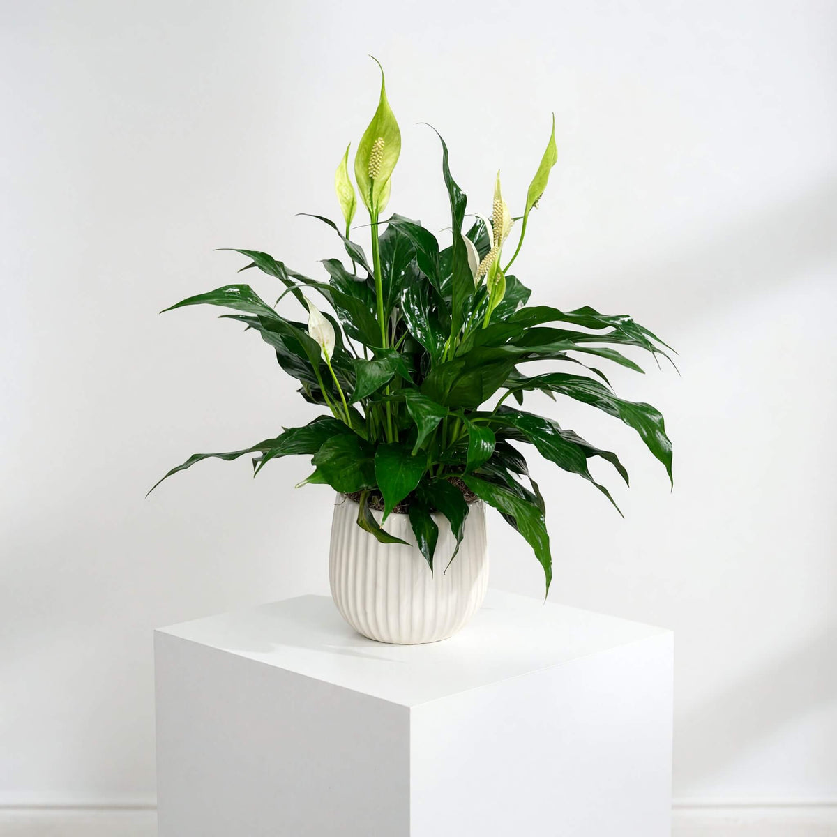 Spathiphyllum