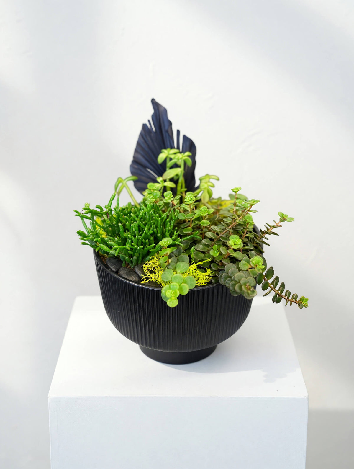 Jardin de succulentes