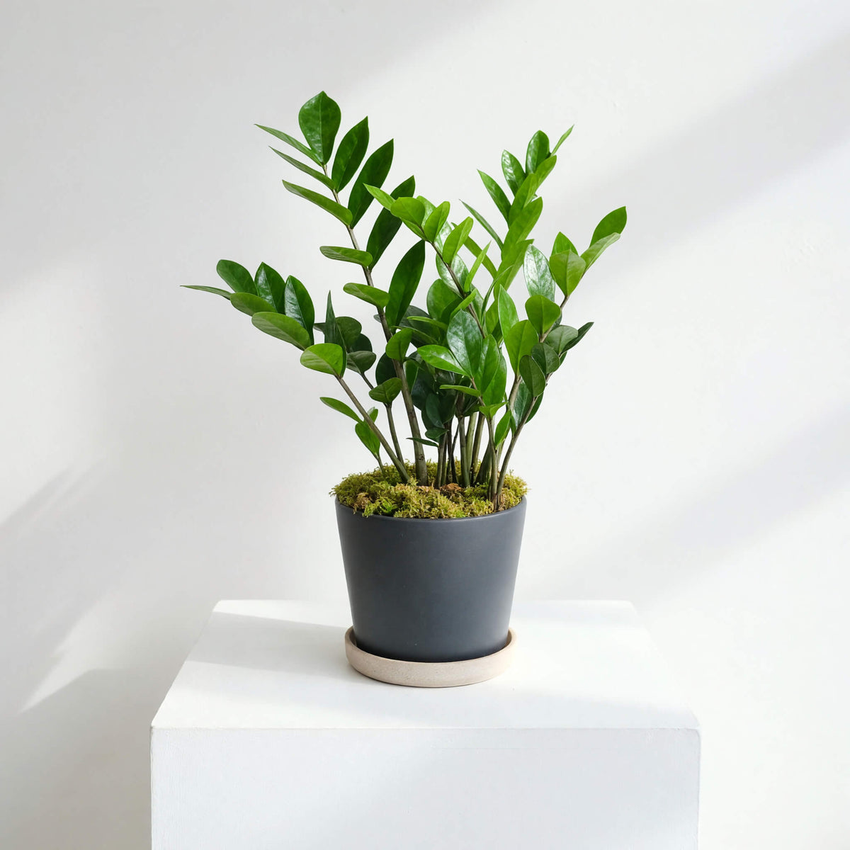 Zamioculcas Zamiifolia - ZZ plant 6''