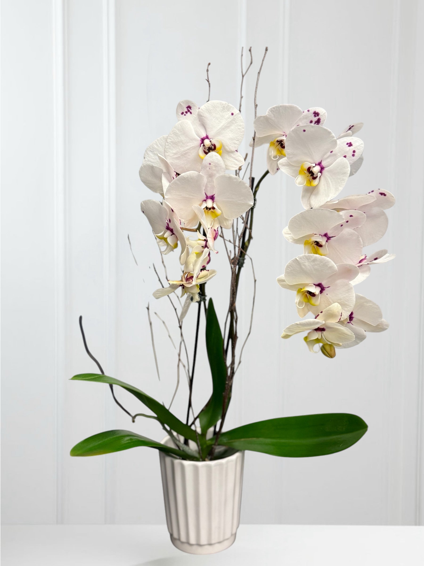 Orchidée