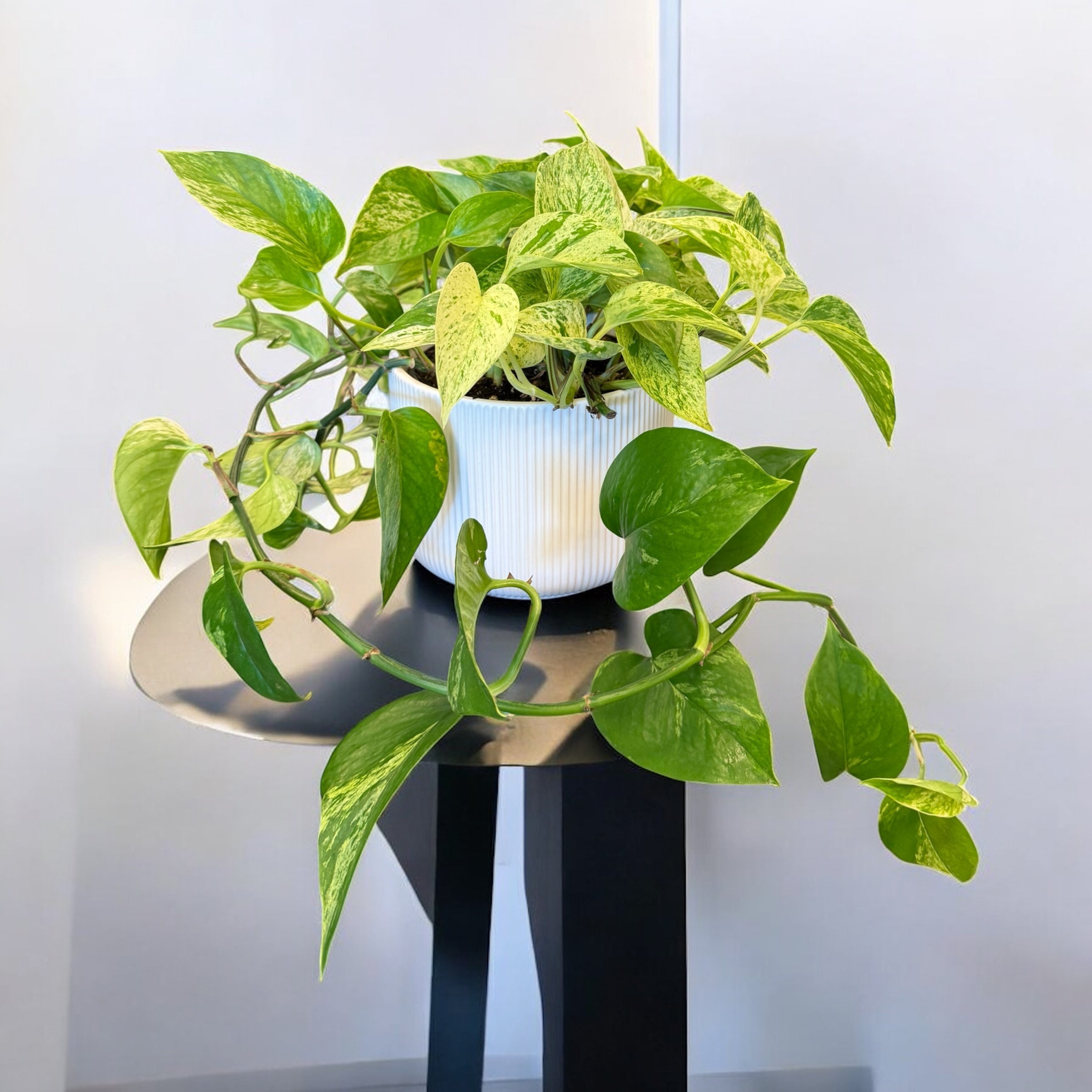 Pothos 6''