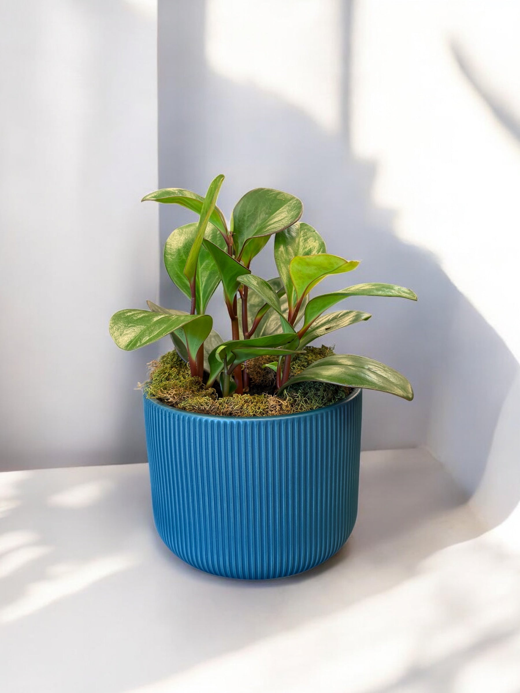 Peperomia 6''