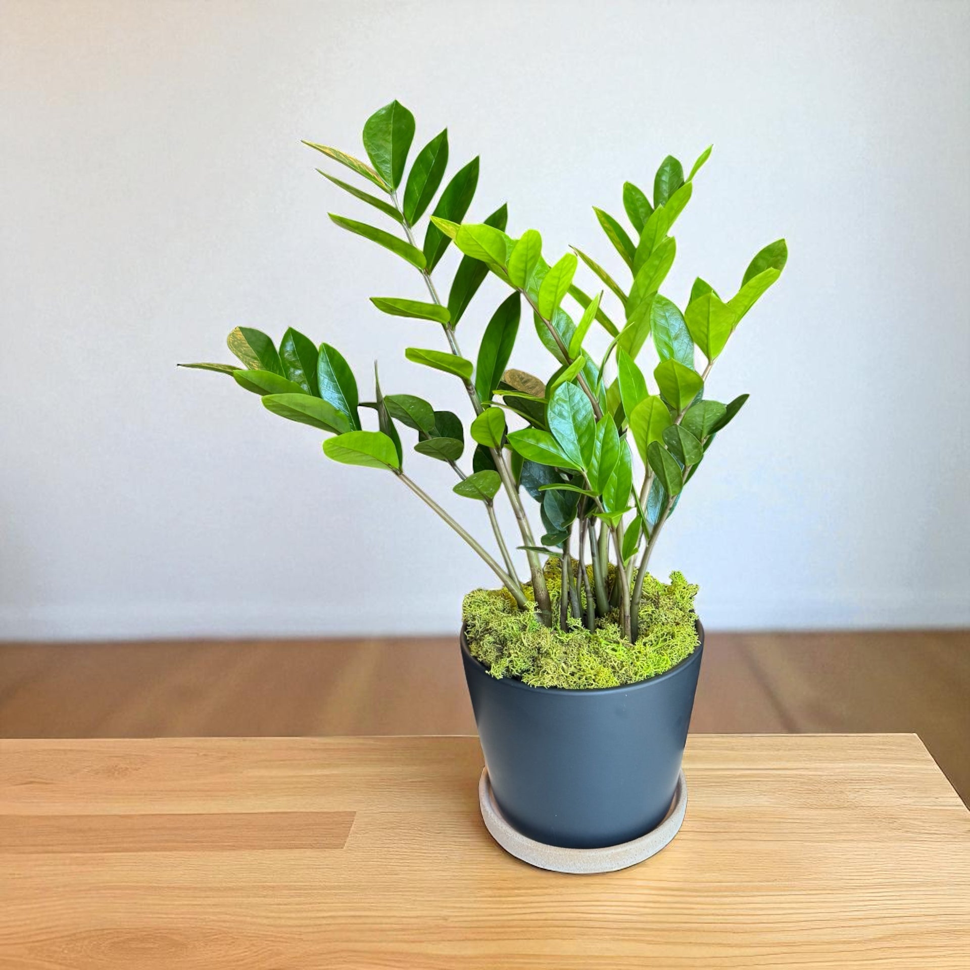 fleur plante zz Zamioculcas Zamiifolia