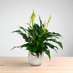 Spathiphyllum