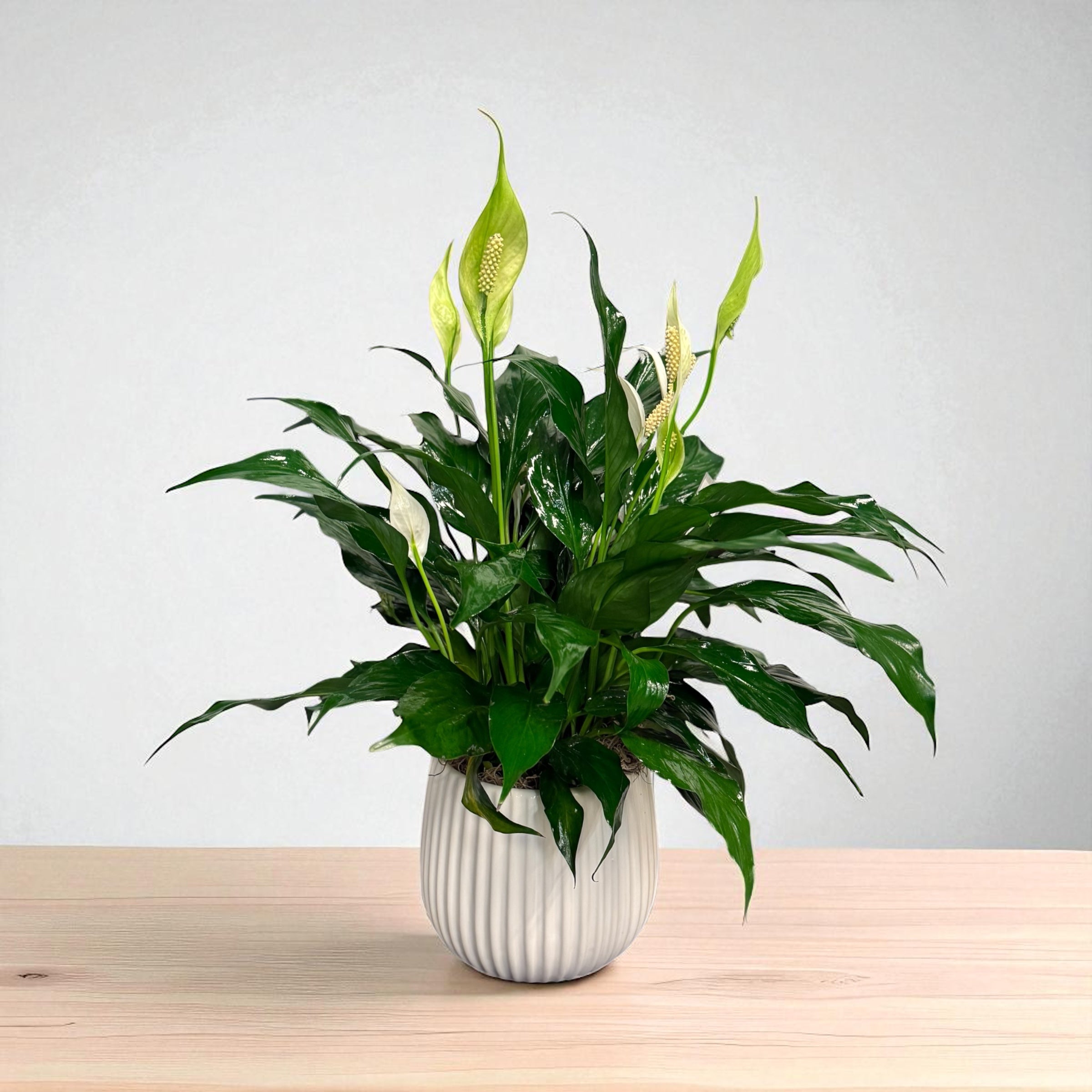 Spathiphyllum