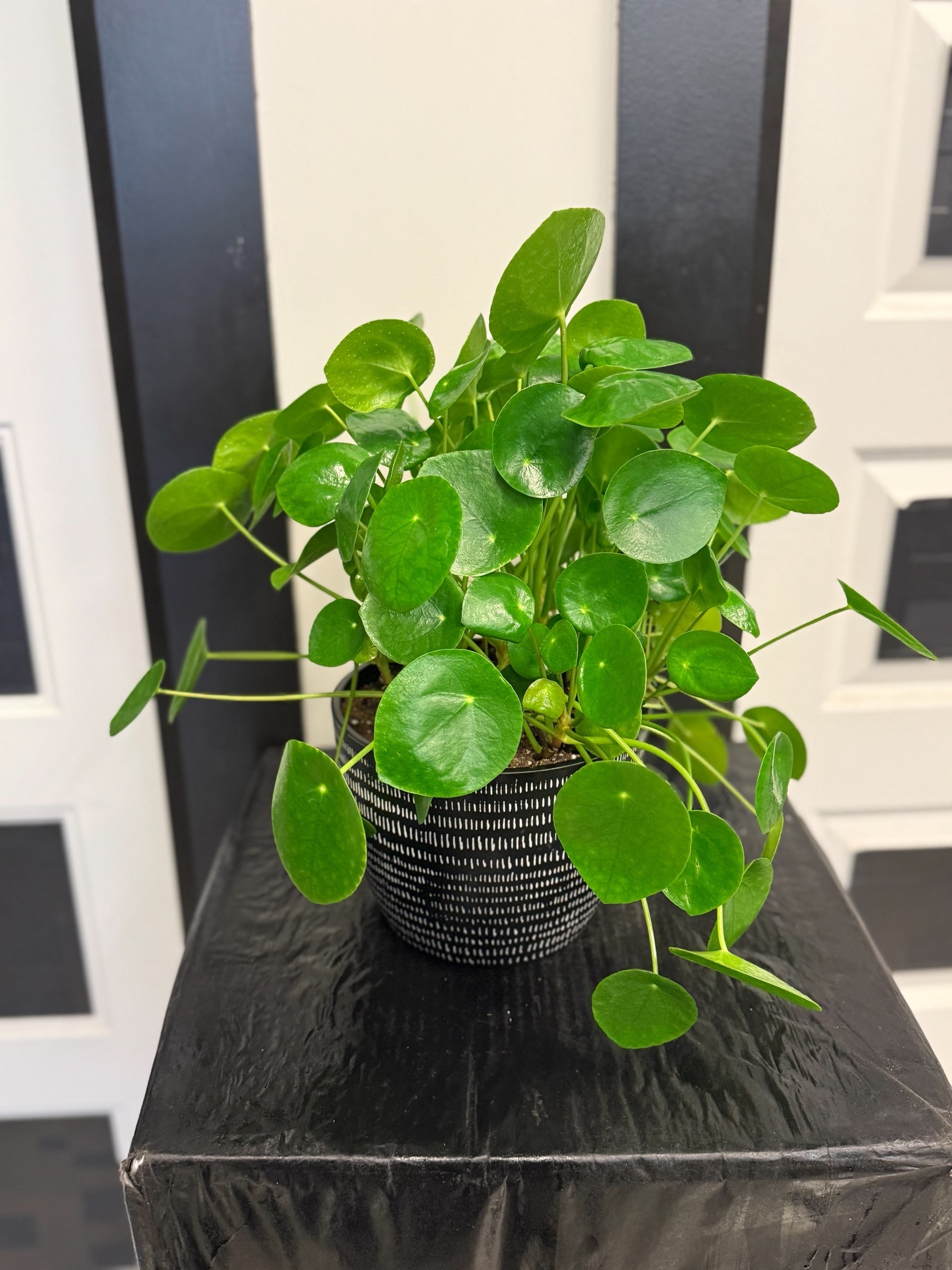 Pilea 6''