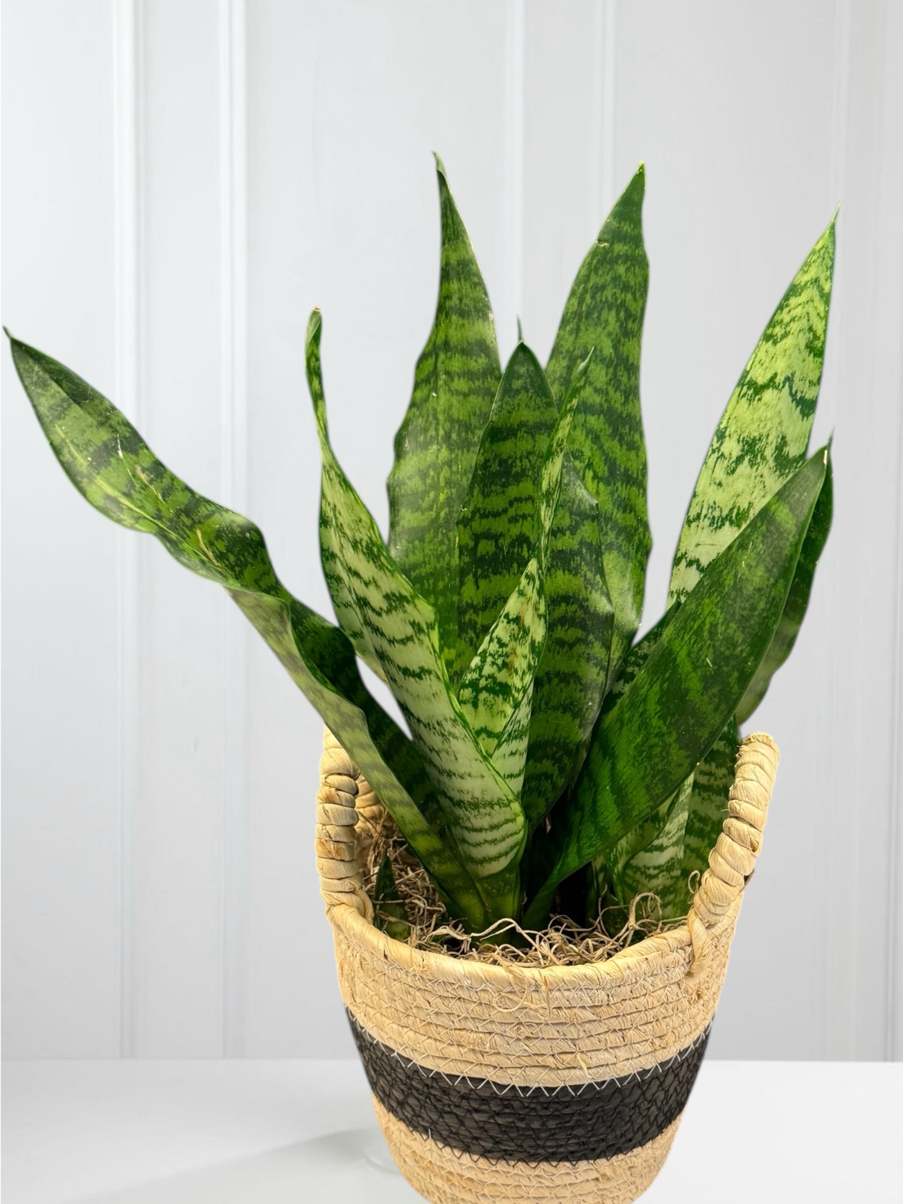 Sansevière 6''