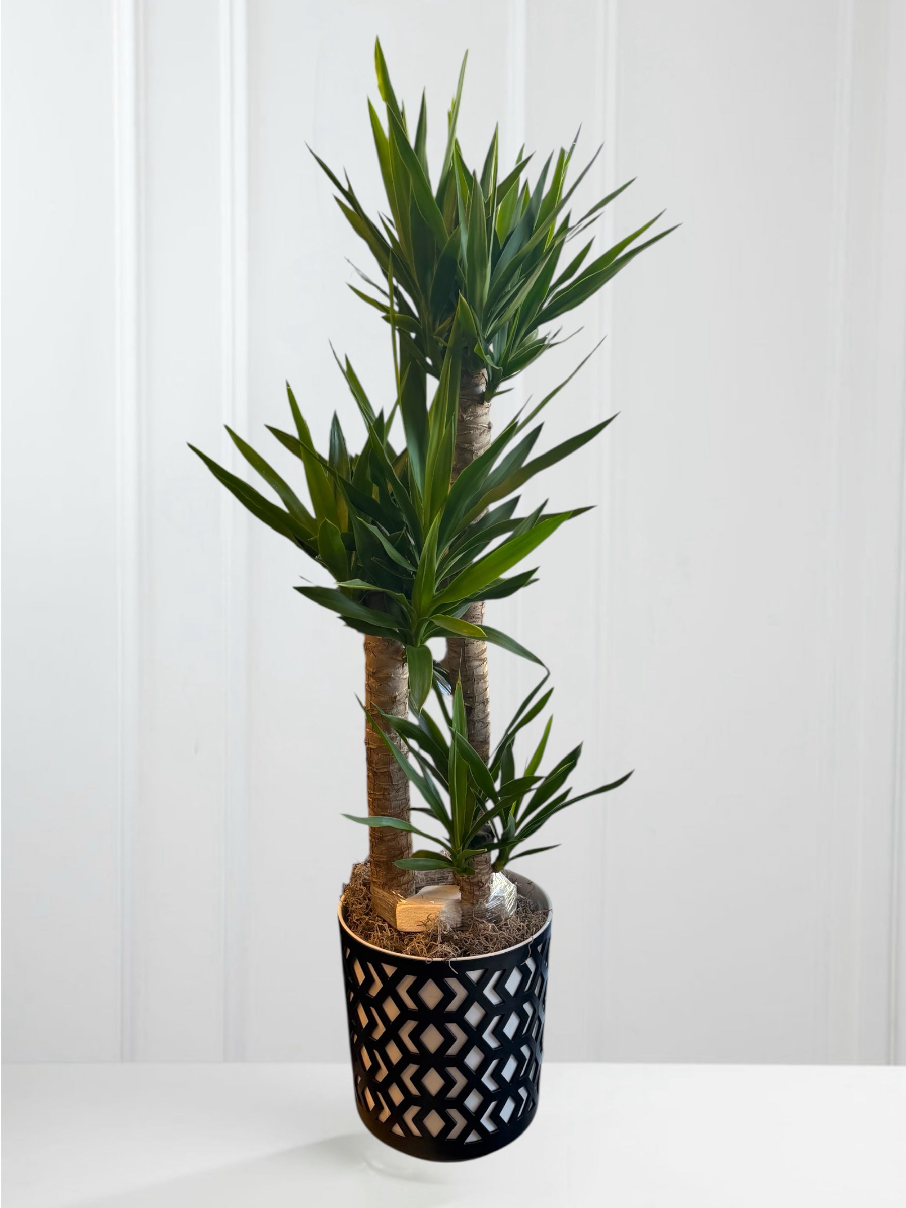 Yucca