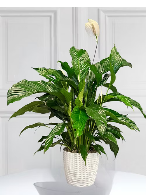 Spathiphyllum